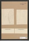 Surirella sp. (de-Toni-Nr.: Genus 53) Zeichnungen Sammlung Grunow Nr. 4849 (NHMW-BOT-W0373022)